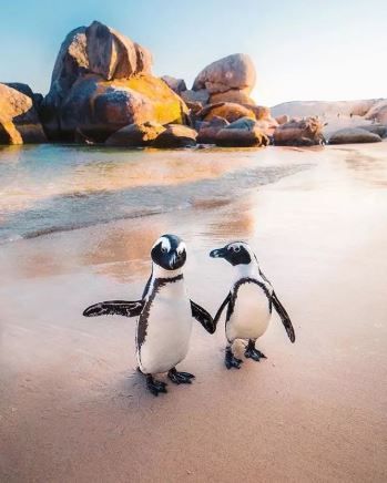 Afrikai pingvinek a fokv&aacute;rosi Boulders Beach partj&aacute;n