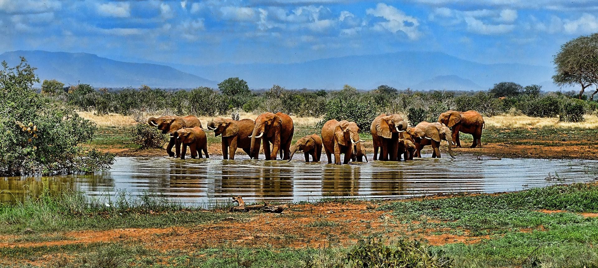 Elef&aacute;ntok a d&eacute;l-afrikai Kruger Nemzeti Parkban