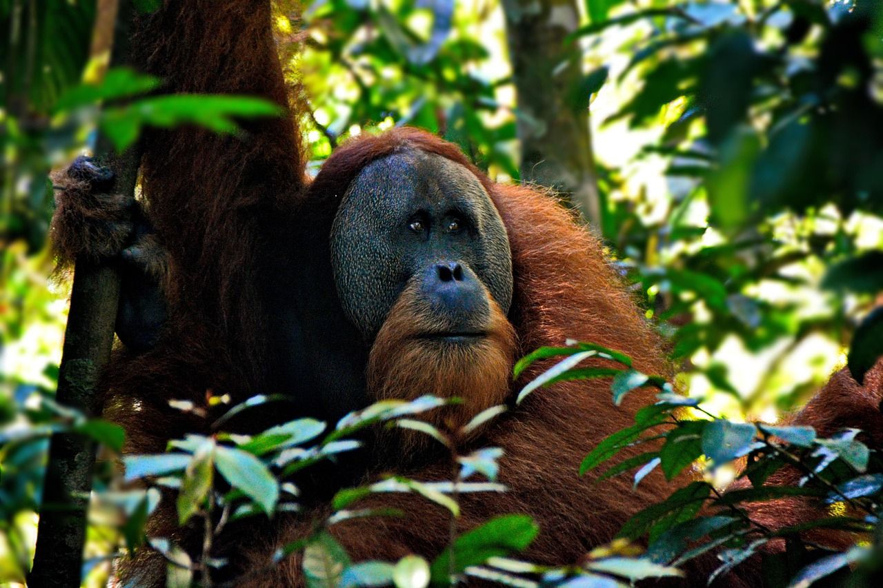 Orangut&aacute;n a borne&oacute;i &eacute;lővil&aacute;g bemutat&aacute;s&aacute;hoz