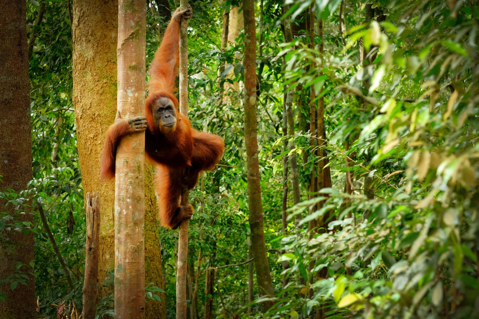 Orangut&aacute;n a borne&oacute;i esőerdőben