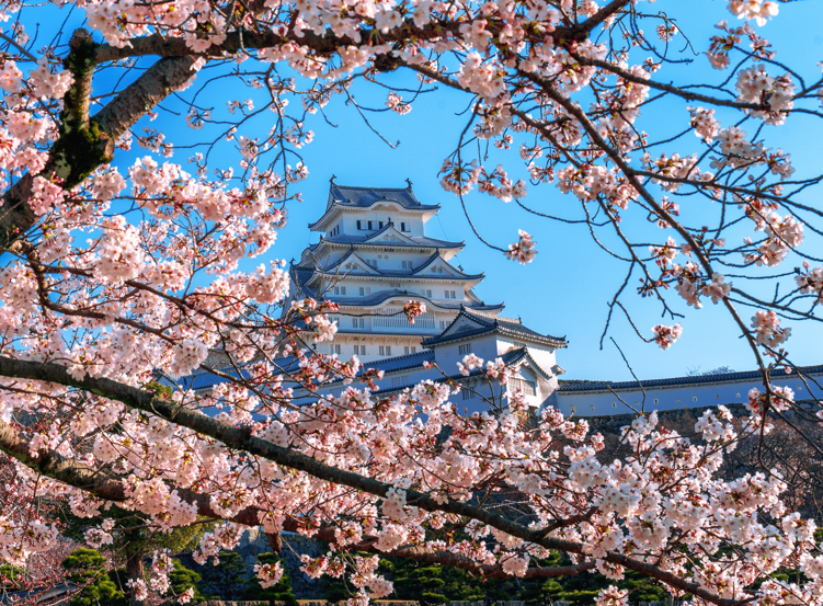 Jap&aacute;n cseresznyevir&aacute;gz&aacute;s idej&eacute;n